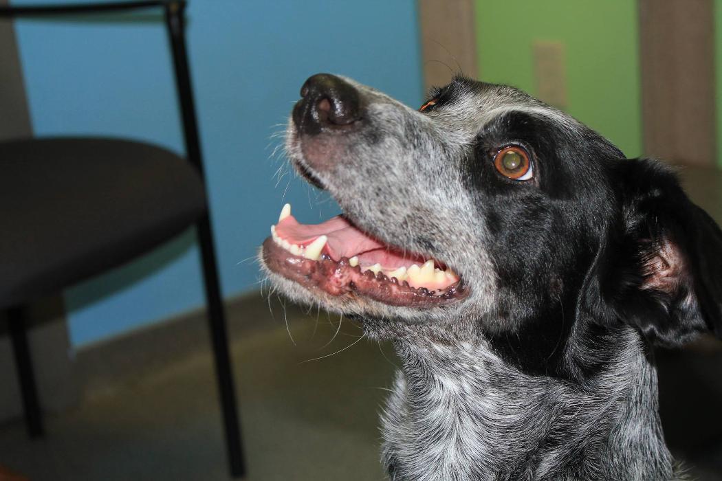 Rockhill Pet Clinic - Kansas City, MO