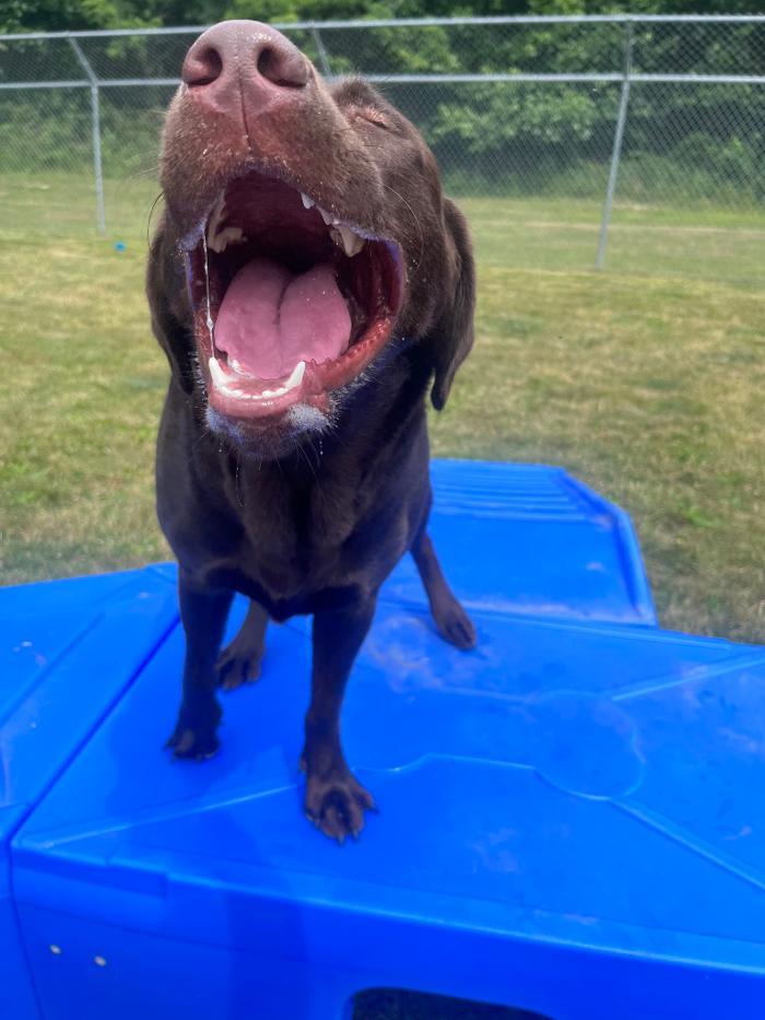 Luxemburg Pet Resort - Lykens, PA