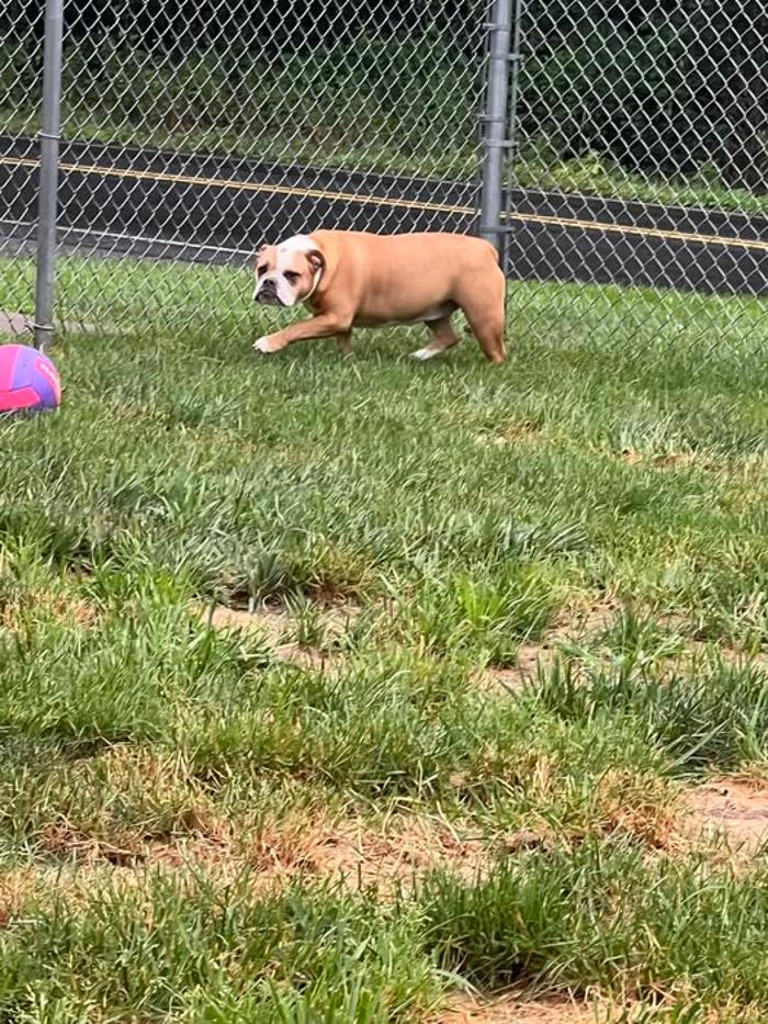 Luxemburg Pet Resort - Lykens, PA