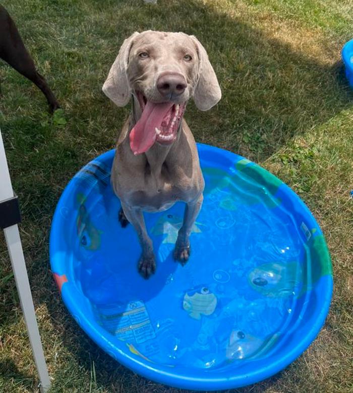 Luxemburg Pet Resort - Lykens, PA