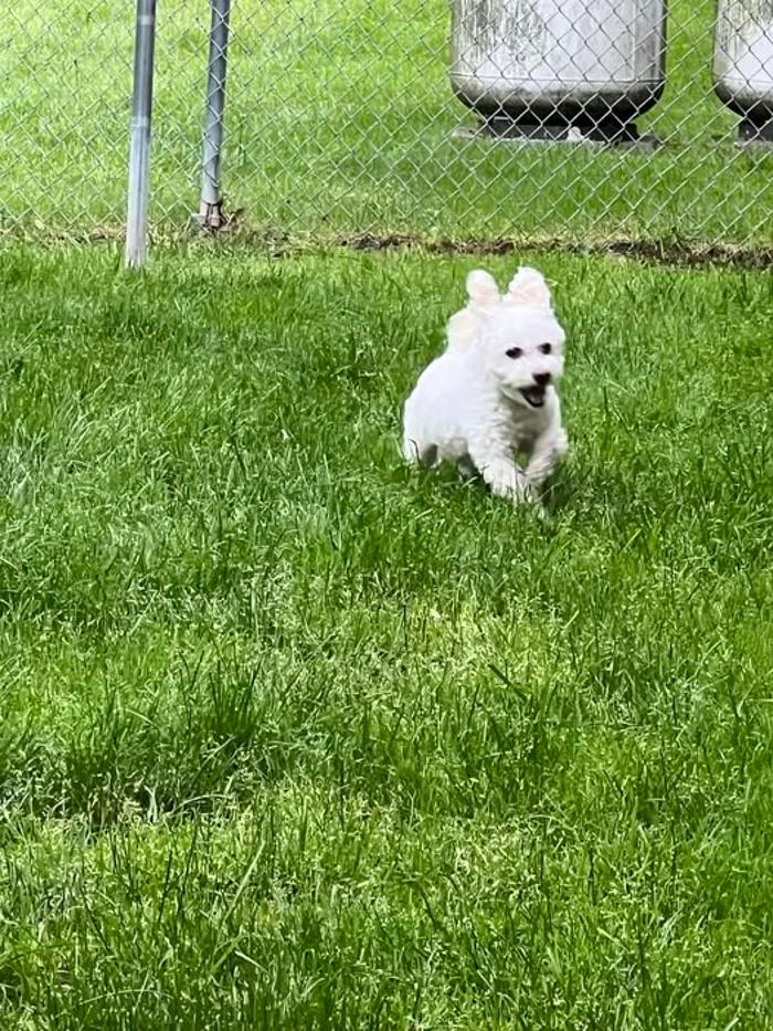 Luxemburg Pet Resort - Lykens, PA
