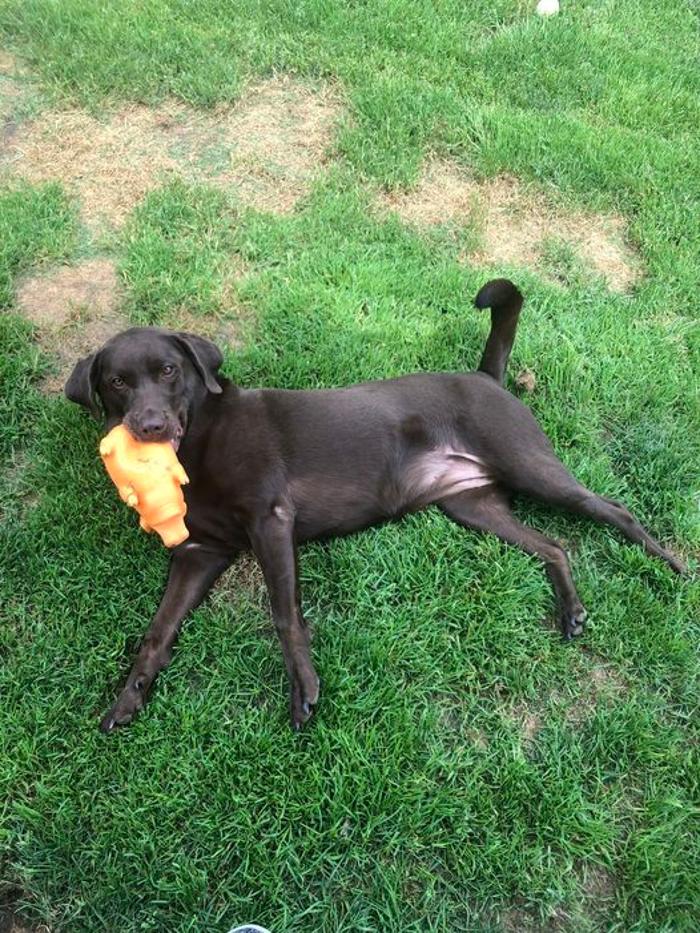 Luxemburg Pet Resort - Lykens, PA