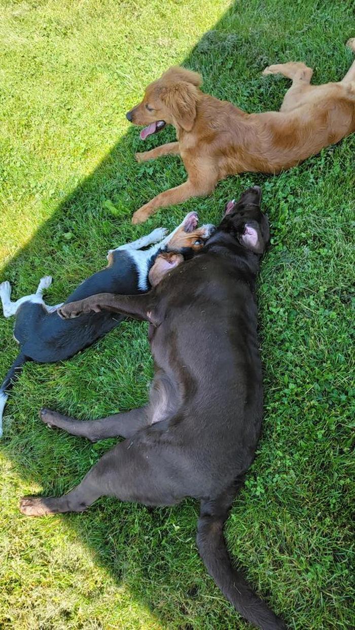 Luxemburg Pet Resort - Lykens, PA