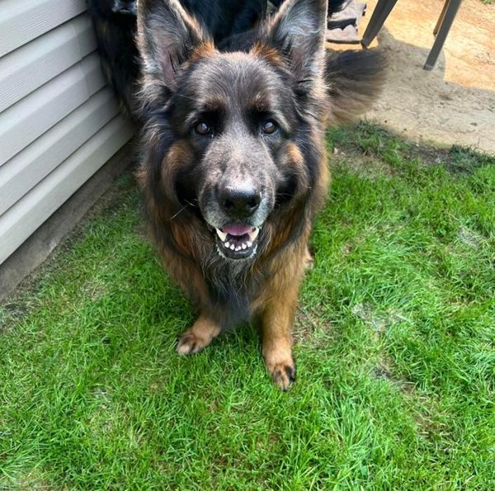 Luxemburg Pet Resort - Lykens, PA