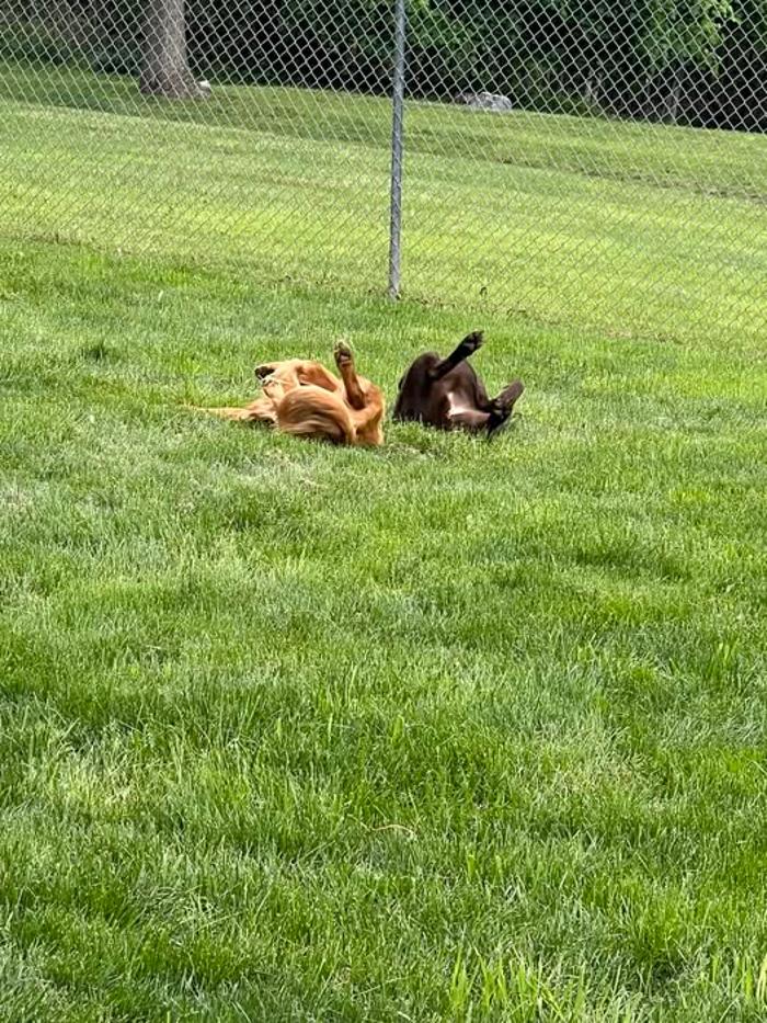 Luxemburg Pet Resort - Lykens, PA