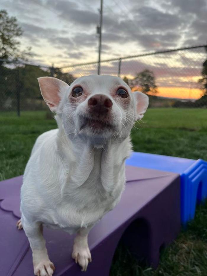 Luxemburg Pet Resort - Lykens, PA