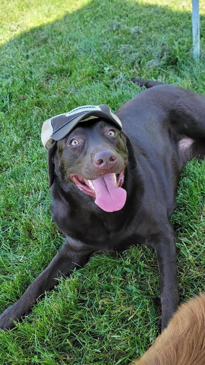 Luxemburg Pet Resort - Lykens, PA