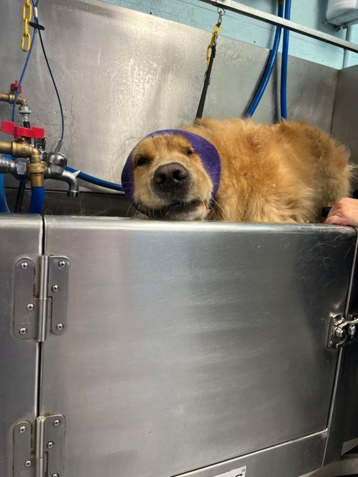 Luxemburg Pet Resort - Lykens, PA