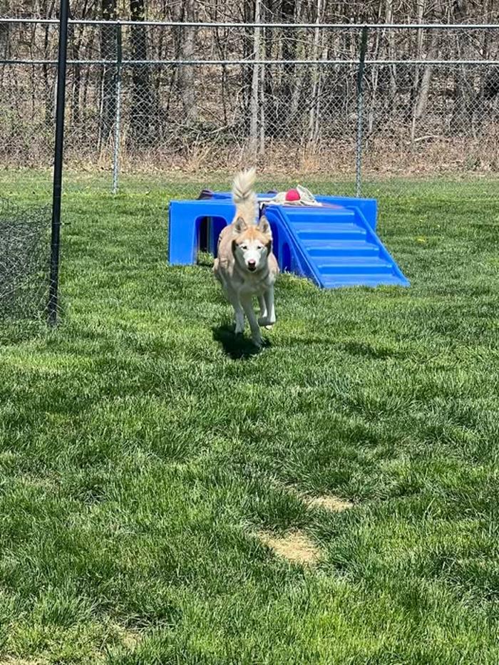 Luxemburg Pet Resort - Lykens, PA