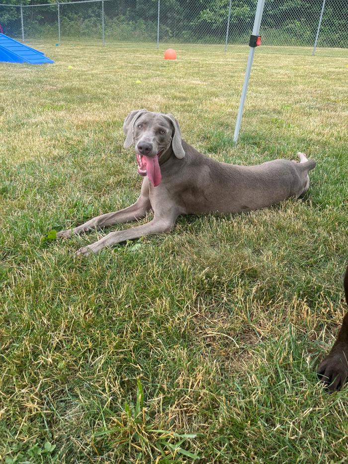 Luxemburg Pet Resort - Lykens, PA