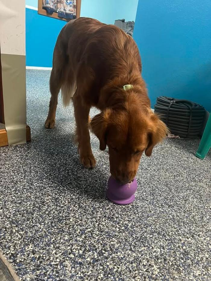 Luxemburg Pet Resort - Lykens, PA