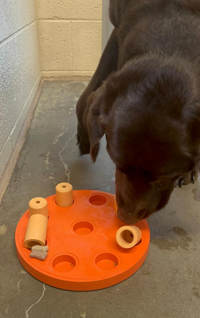 Luxemburg Pet Resort - Lykens, PA