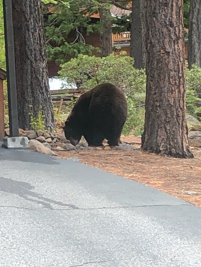 Team Blair Tahoe Real Estate - Compass - Tahoe City, CA