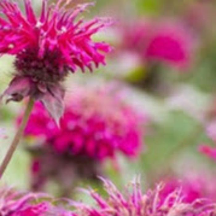 Spring Gardens Landscaping & Horticultural Services, Inc. Image