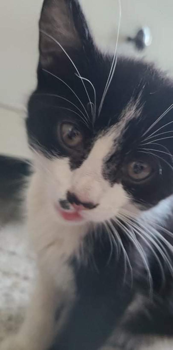 Animal Medical Center of Saline - Saline, MI