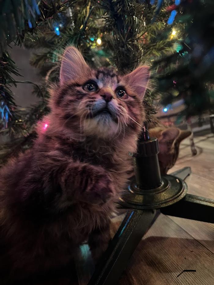 Animal Medical Center of Saline - Saline, MI