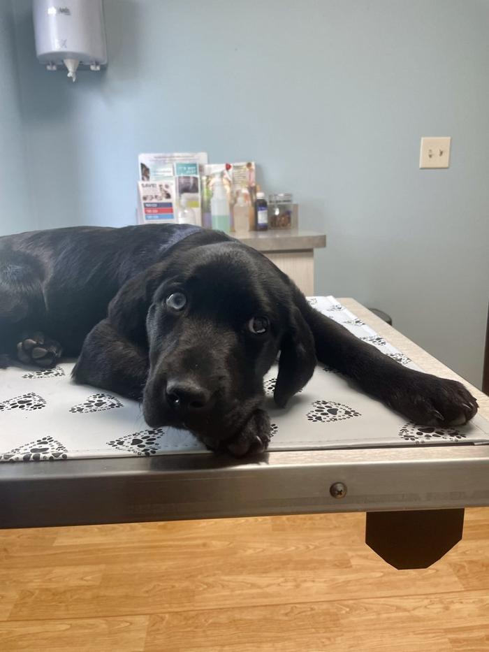 Animal Medical Center of Saline - Saline, MI