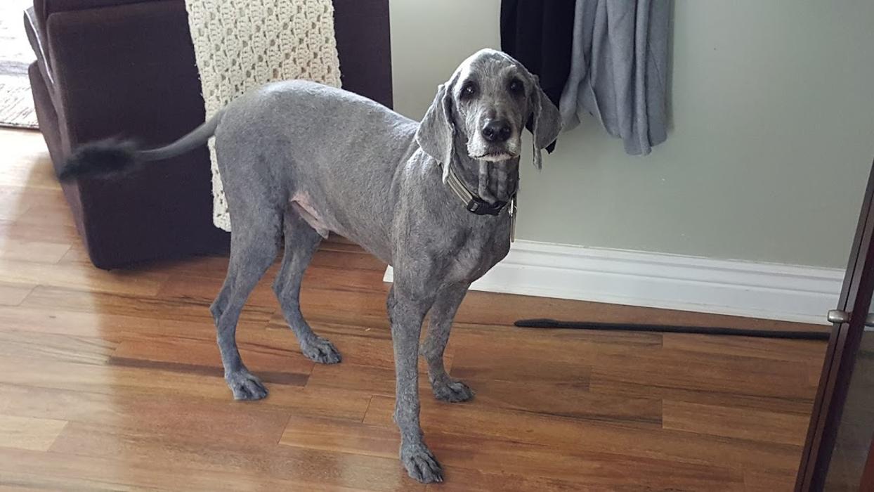 Animal Medical Center of Saline - Saline, MI