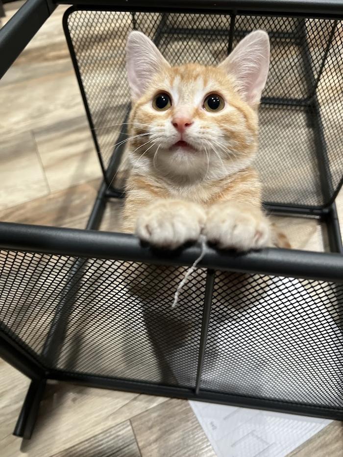 Animal Medical Center of Saline - Saline, MI