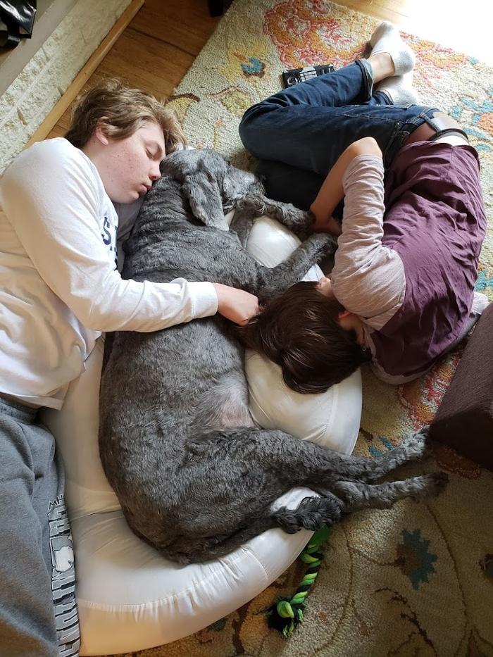 Animal Medical Center of Saline - Saline, MI