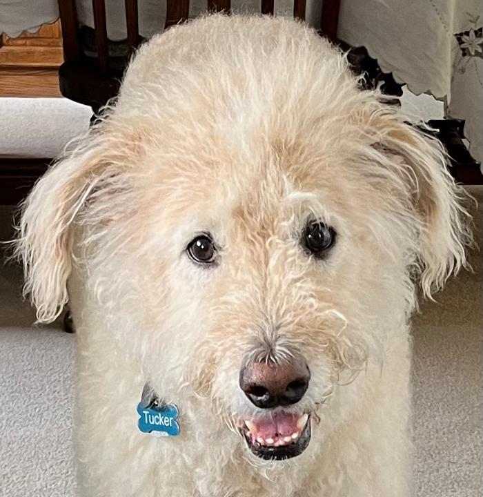 Animal Medical Center of Saline - Saline, MI