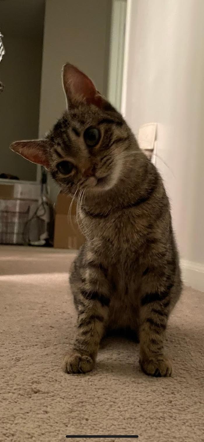 Animal Medical Center of Saline - Saline, MI