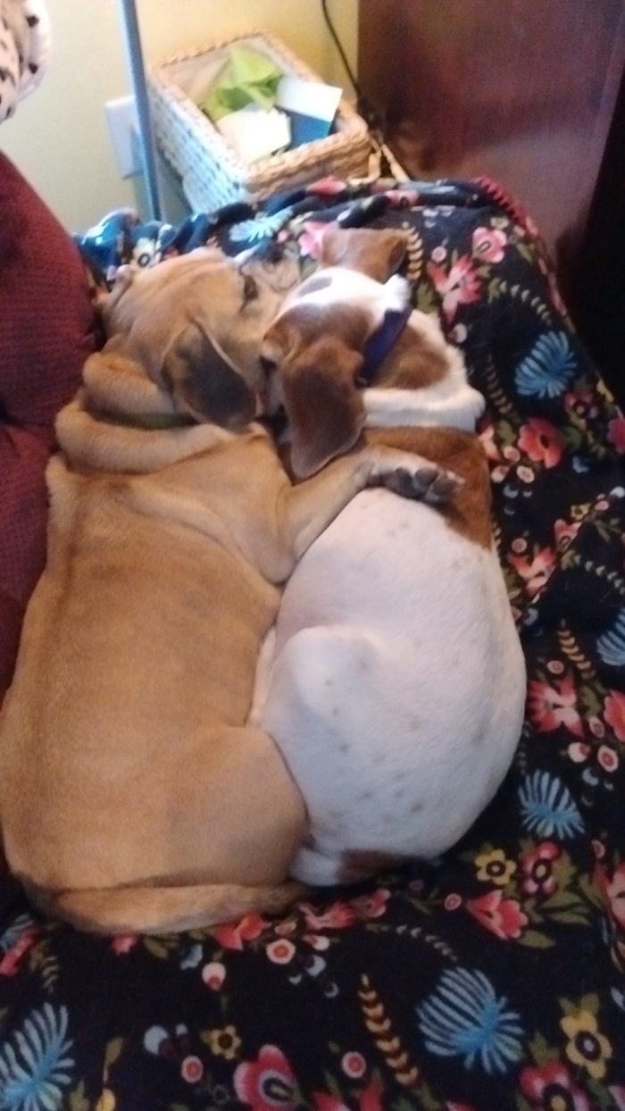 Animal Medical Center of Saline - Saline, MI