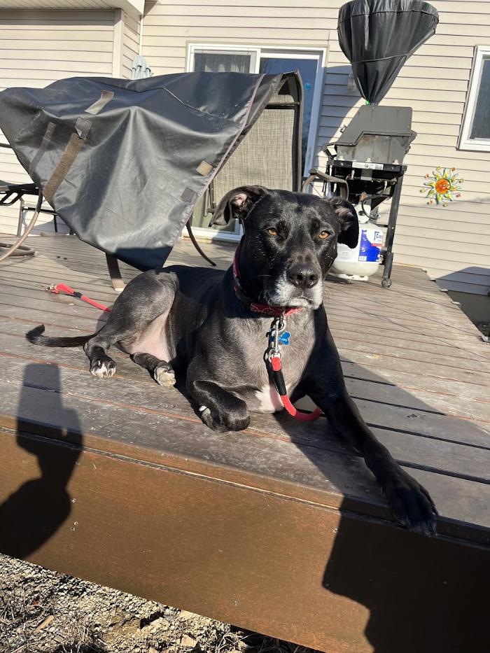 Animal Medical Center of Saline - Saline, MI