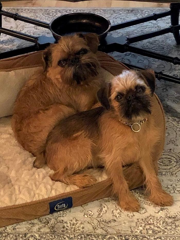 Animal Medical Center of Saline - Saline, MI