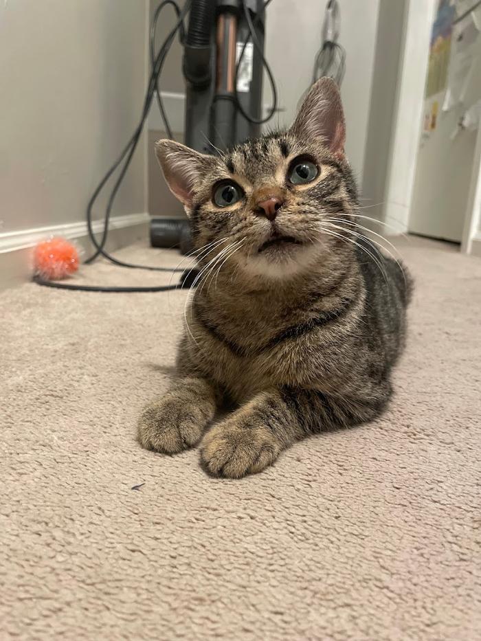 Animal Medical Center of Saline - Saline, MI