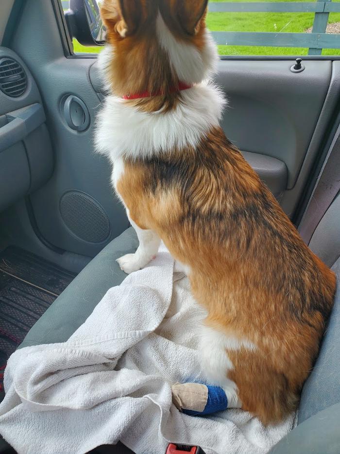 Animal Medical Center of Saline - Saline, MI