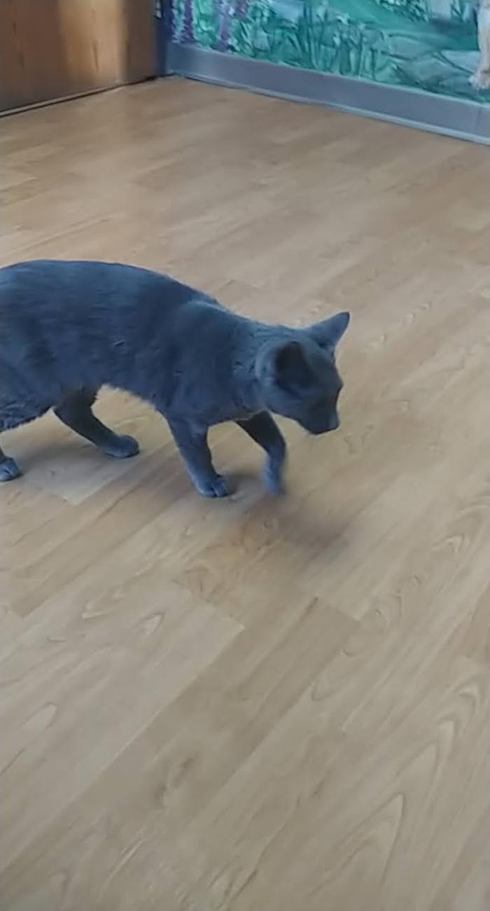 Animal Medical Center of Saline - Saline, MI