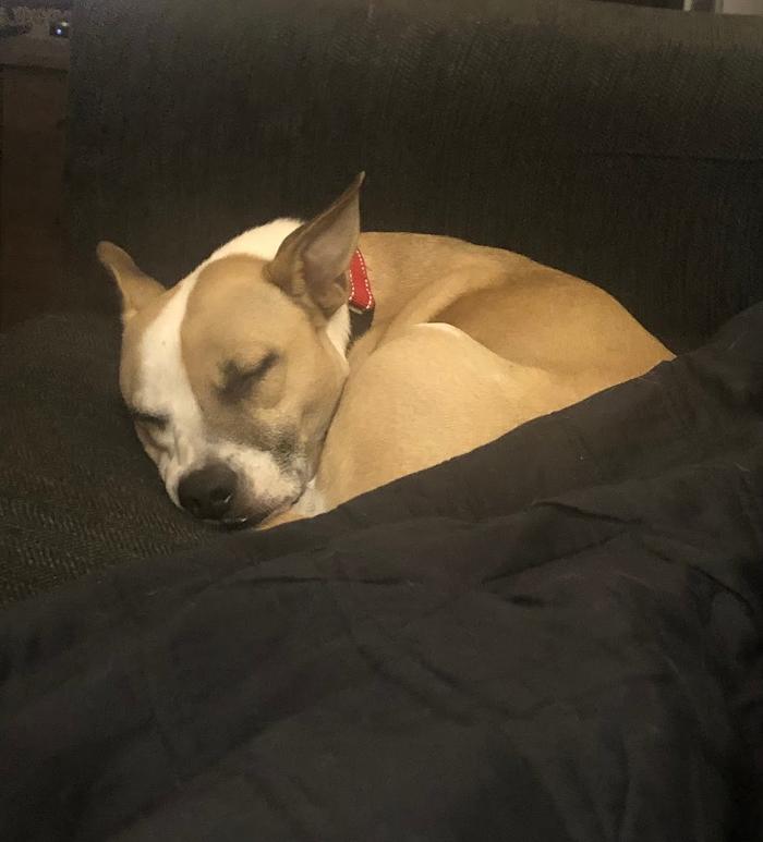 Animal Medical Center of Saline - Saline, MI