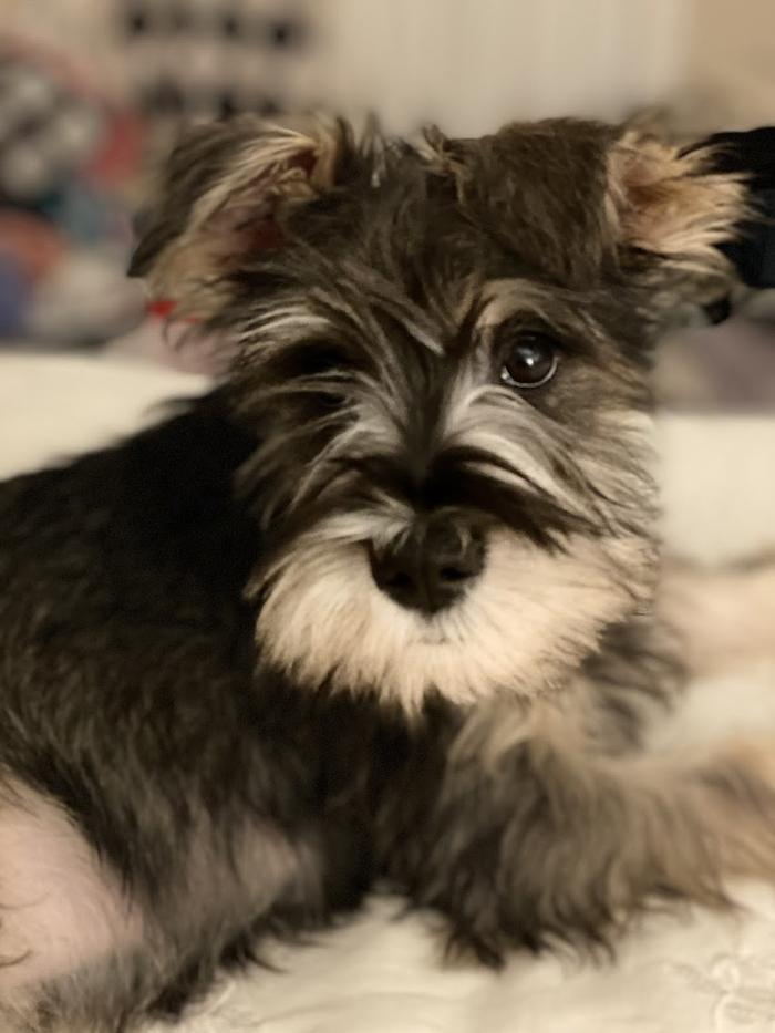 Animal Medical Center of Saline - Saline, MI