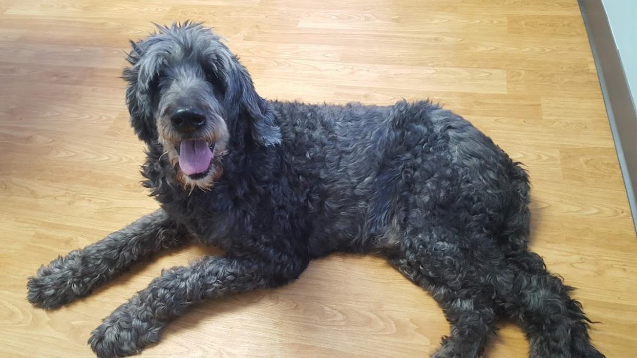 Animal Medical Center of Saline - Saline, MI