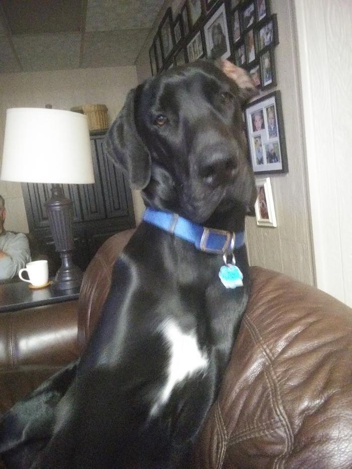 Animal Medical Center of Saline - Saline, MI