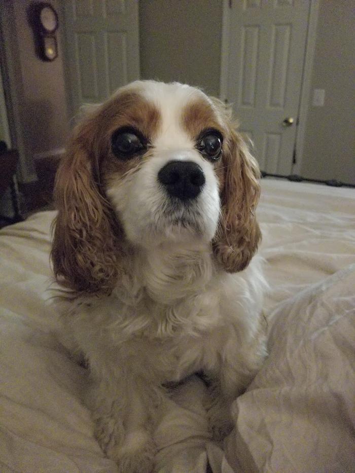 Animal Medical Center of Saline - Saline, MI