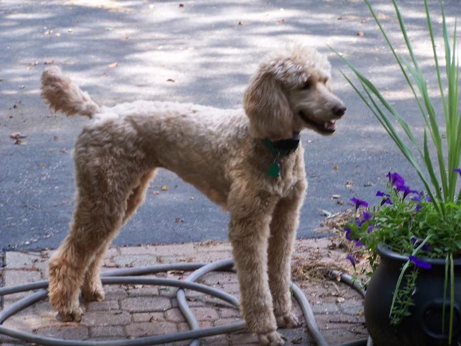 Animal Medical Center of Saline - Saline, MI