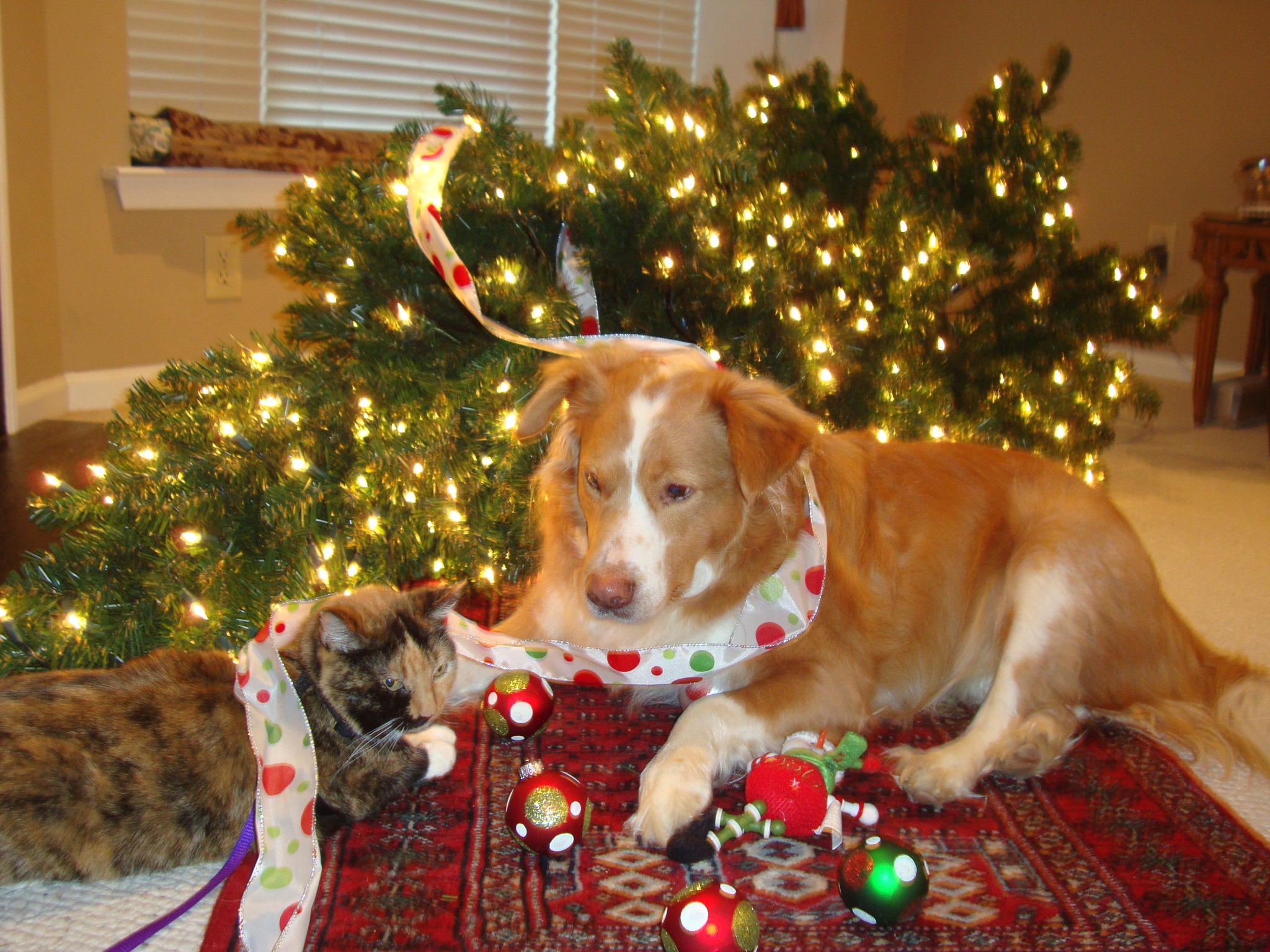 Garden Grove Animal Hospital