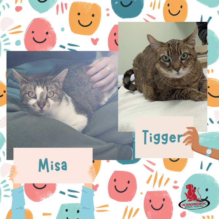 Oconomowoc Animal Hospital - Oconomowoc, WI