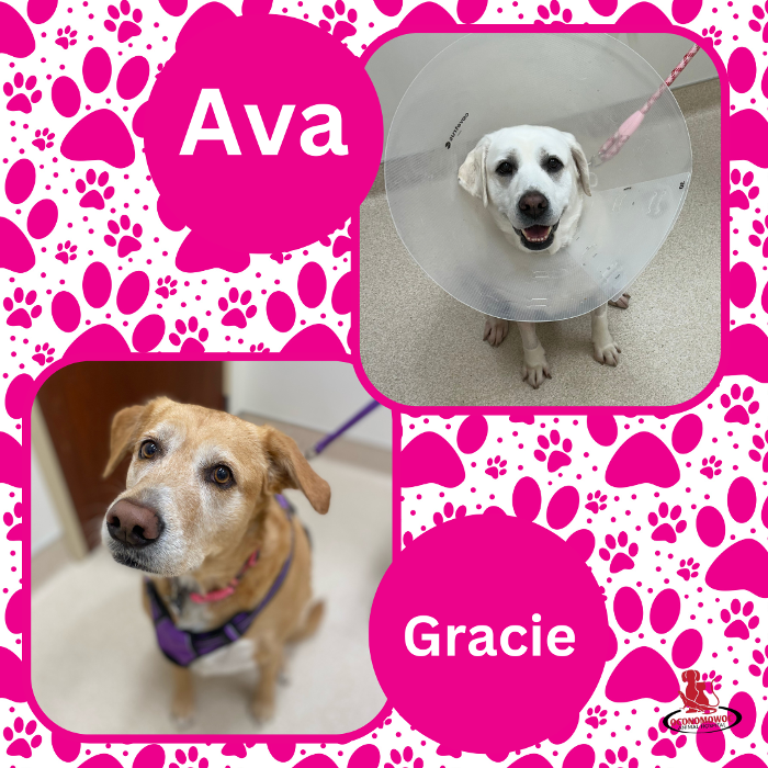 Oconomowoc Animal Hospital - Oconomowoc, WI