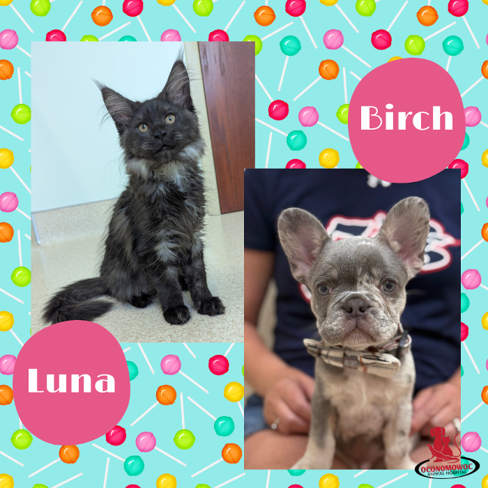 Oconomowoc Animal Hospital - Oconomowoc, WI