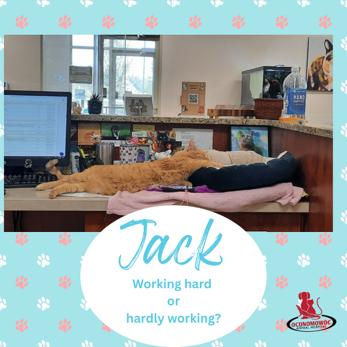 Oconomowoc Animal Hospital - Oconomowoc, WI