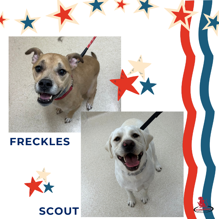 Oconomowoc Animal Hospital - Oconomowoc, WI