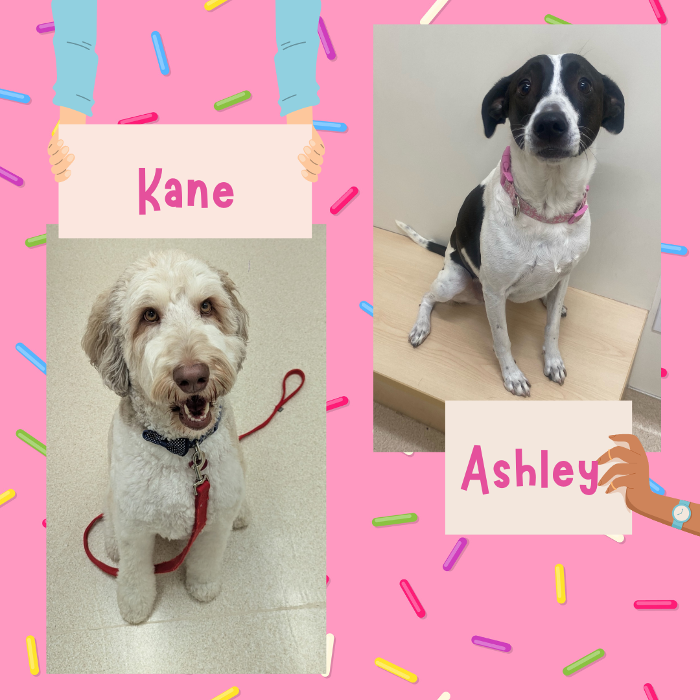 Oconomowoc Animal Hospital - Oconomowoc, WI