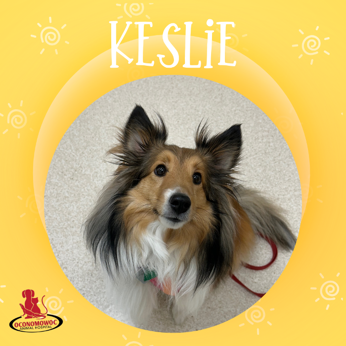 Oconomowoc Animal Hospital - Oconomowoc, WI