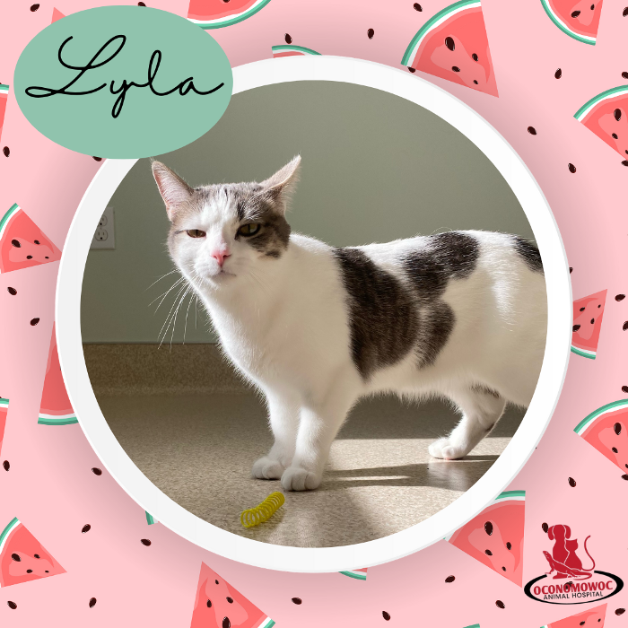 Oconomowoc Animal Hospital - Oconomowoc, WI