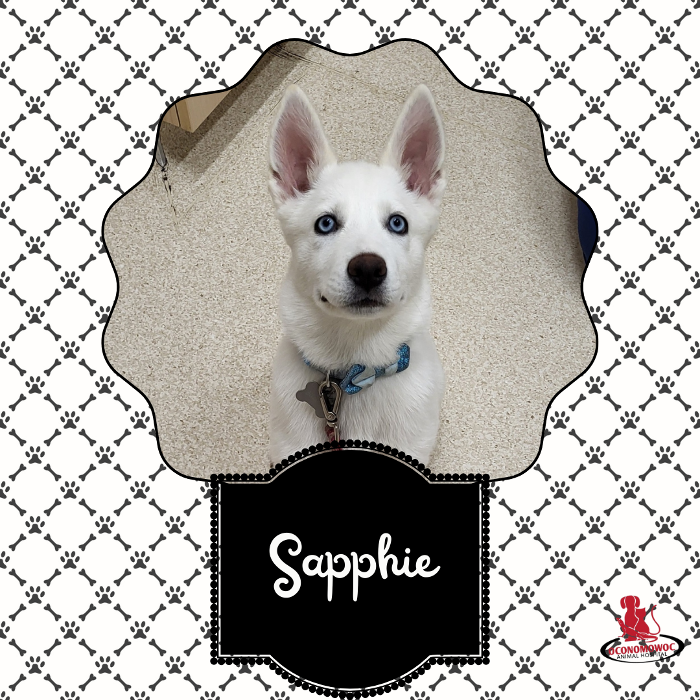 Oconomowoc Animal Hospital - Oconomowoc, WI