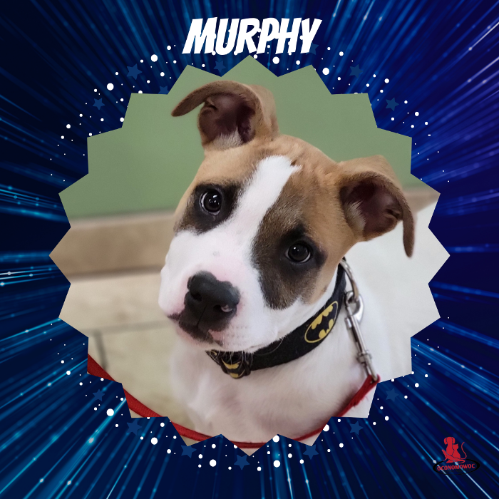 Oconomowoc Animal Hospital - Oconomowoc, WI