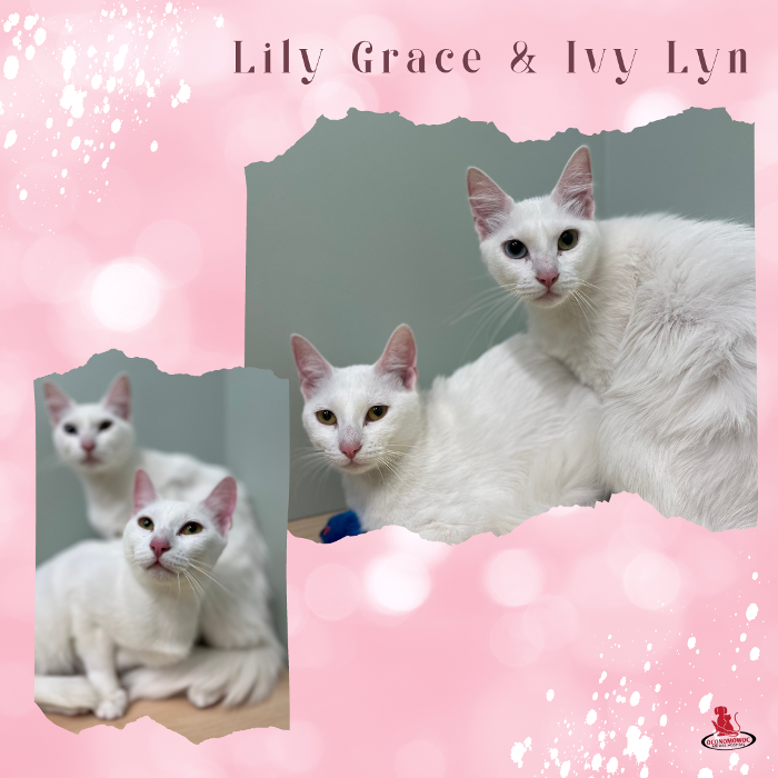 Oconomowoc Animal Hospital - Oconomowoc, WI